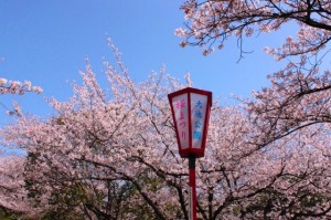 大池公園桜まつり5