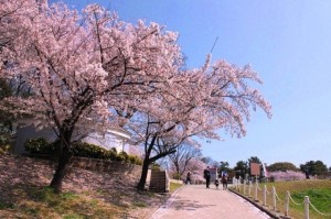 大池公園桜まつり2