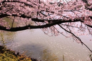 大池公園桜まつり4