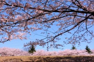 大池公園桜まつり3