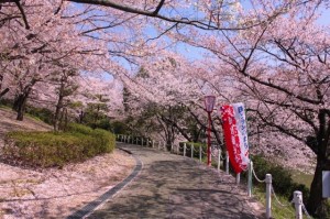 大池公園桜まつり1