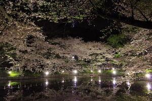 桜まつり-今井東洋士