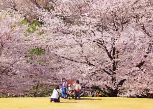 大池公園桜まつり