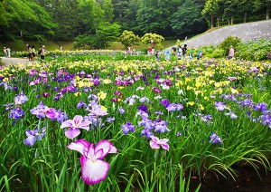 大池公園花しょうぶまつり